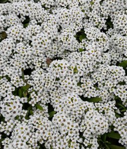 Alyssum 