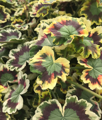 Geranium