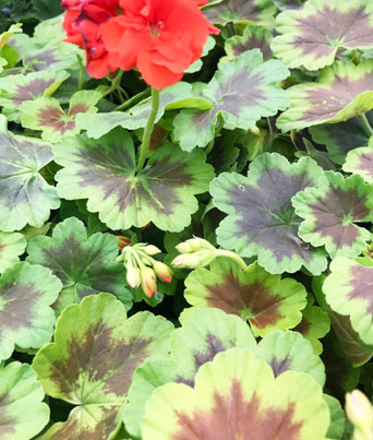 Geranium