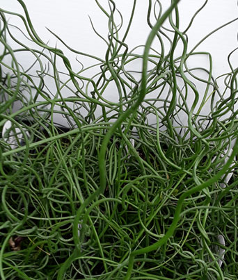 Grass, Juncus