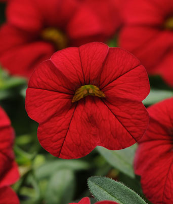 Calibrachoa