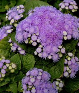 Ageratum 