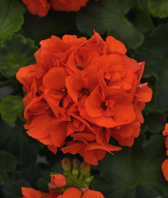 Geranium
