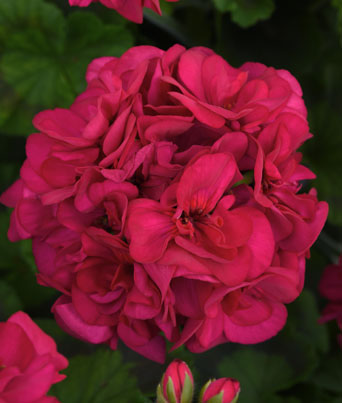 Geranium