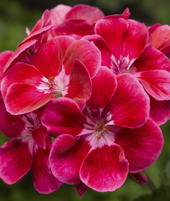 Geranium
