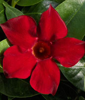 Mandevilla/Dipladenia