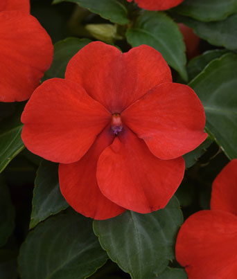 Impatiens