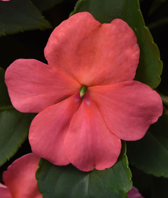 Impatiens