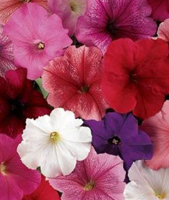 Petunia