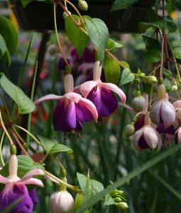 Fuchsia Lena Image