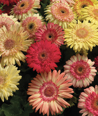Gerbera