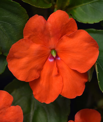Impatiens