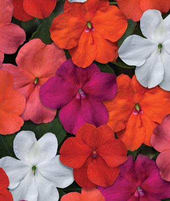 Impatiens