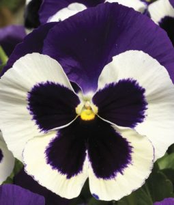 Pansy 