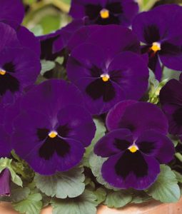 Pansy 