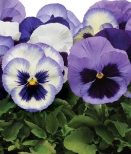 Pansy 