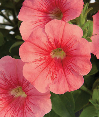 Petunia