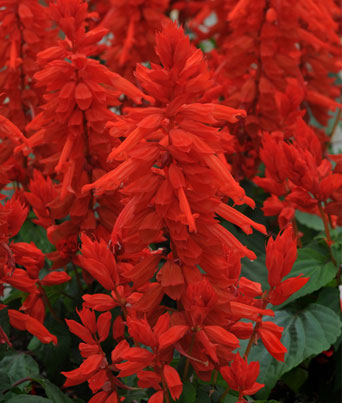Salvia