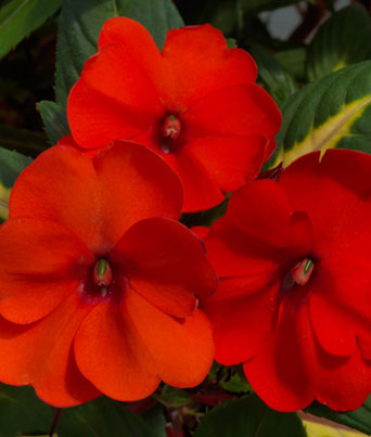 Impatiens