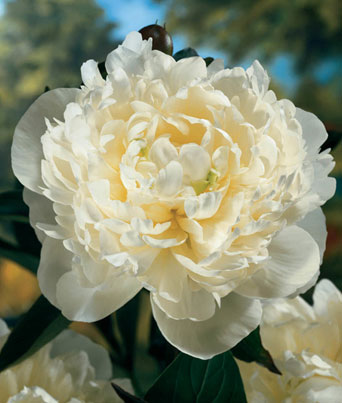 Paeonia
