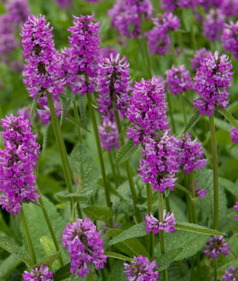 Stachys