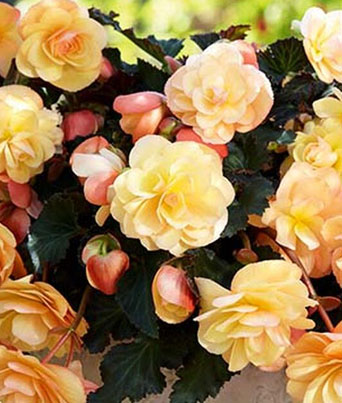 Begonia Fragrant Falls Peach Image