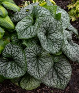 Brunnera 