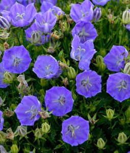 Campanula 