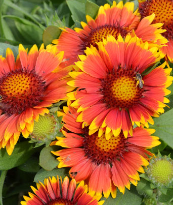 Gaillardia