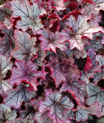 Heuchera