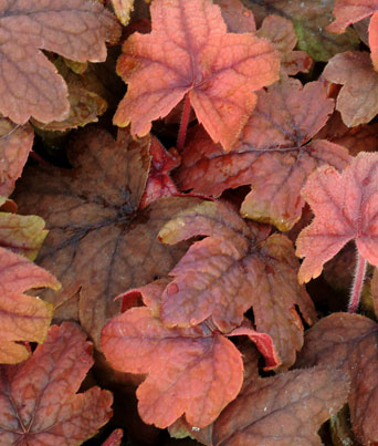 Heucherella