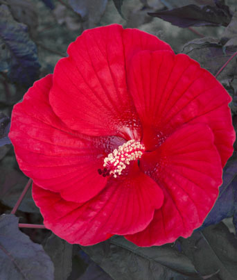 Hibiscus