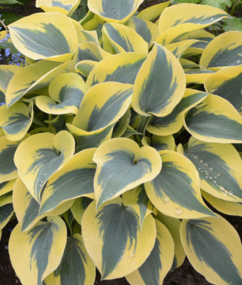Hosta