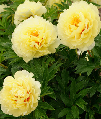 Paeonia