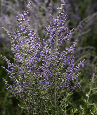 Perovskia