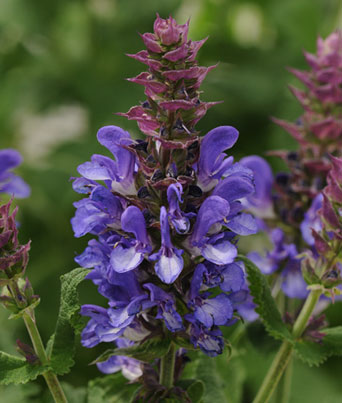 Salvia