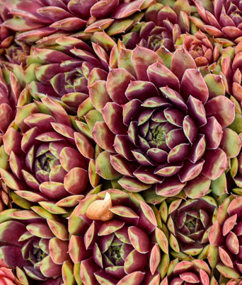 Sempervivum