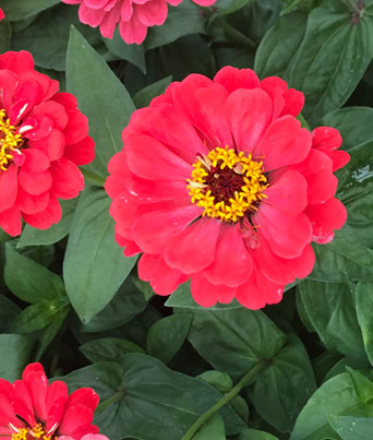 Zinnia