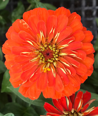 Zinnia