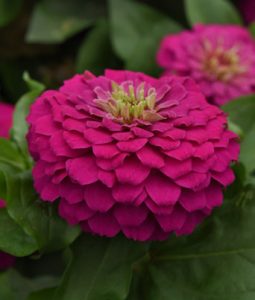 Zinnia 