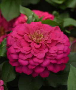 Zinnia 