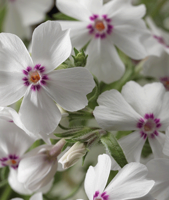 Phlox subulata