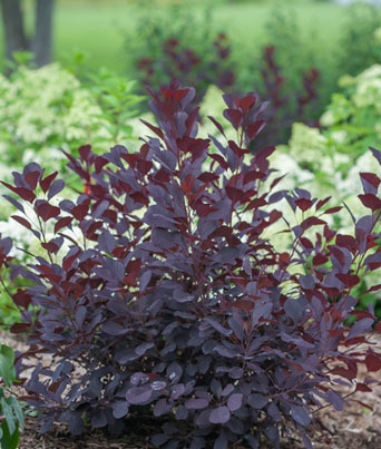 Winecraft Black Image