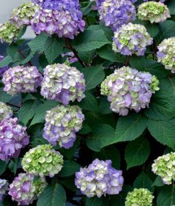 Hydrangea macrophylla 