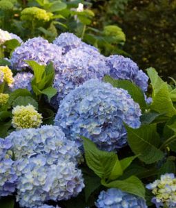 Hydrangea macrophylla 