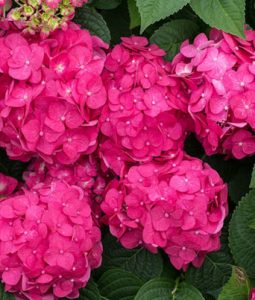 Hydrangea macrophylla 