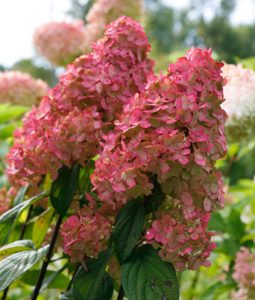 Hydrangea paniculata 