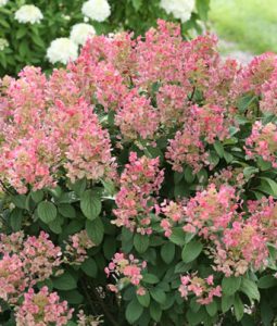 Hydrangea paniculata 