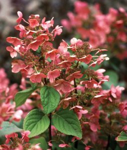 Hydrangea paniculata 