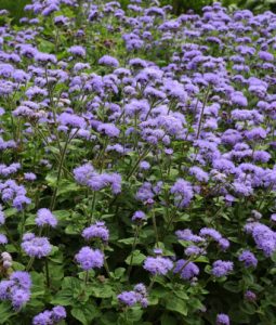 Ageratum 